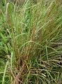 PICT0684 citronelle